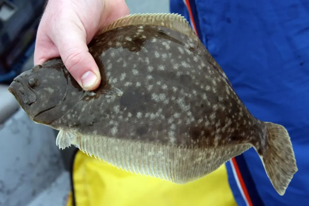 What Does Flounder Taste Like?