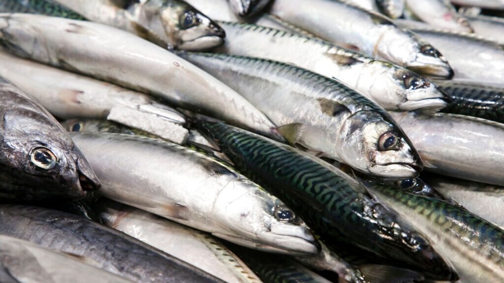 Selecting the Best Mackerel for Your BBQ