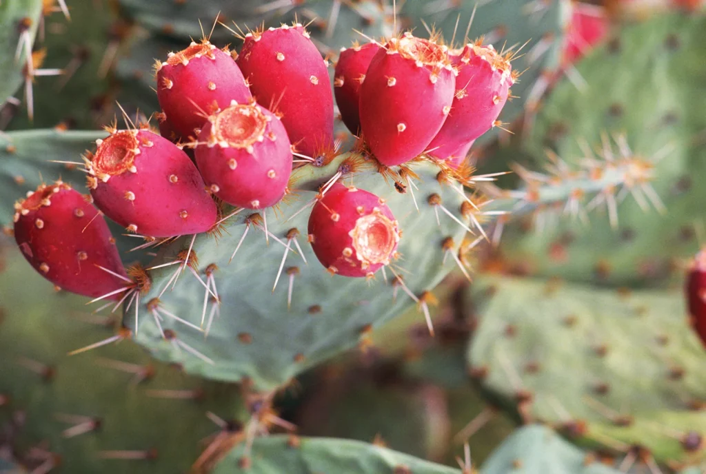 What Flavors Mix Well with Prickly Pear?